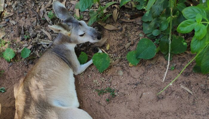 CDU Student Chao enjoyed seeing a kangaroo