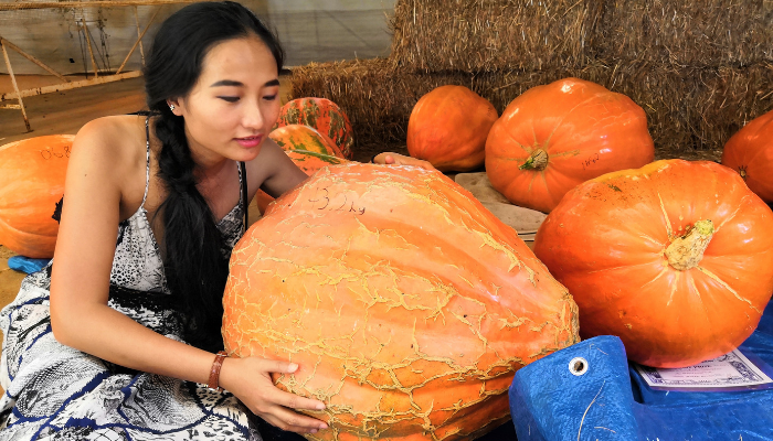 Coco looking at pumpkins
