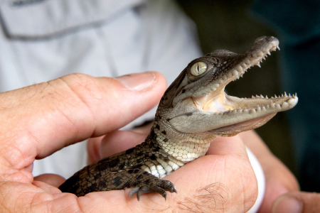 Baby crocodile