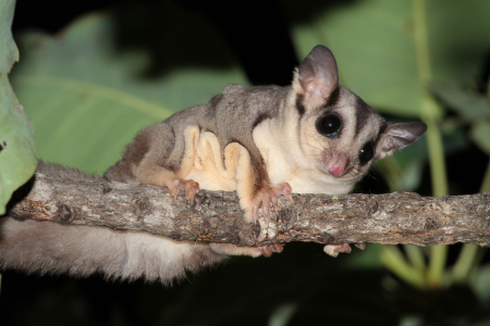The savanna glider (Petaurus ariel)