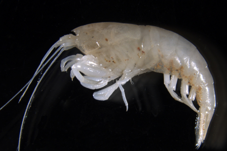 a shrimp called Parisia unguis