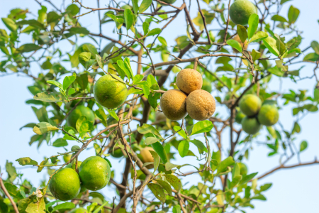 citrus-canker