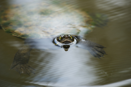 freshwater turtle