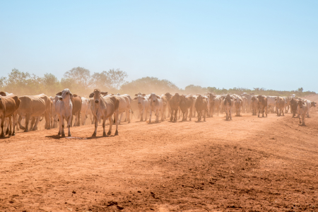 Charles Darwin University’s (CDU) newly introduced Research Institute of Northern Agriculture (RINA) will foster innovation and protect agriculture industries against biosecurity threats, such as Foot-and-Mouth Disease.
