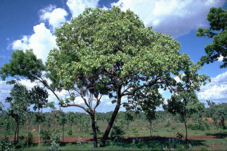 Tree with dense canopy in semi-open ground, with scattered small trees around it, dense forest in the distance