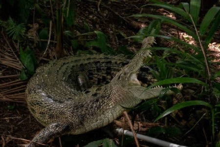 crocodile on ground among vegetation, with mouth open wide, facing upwards