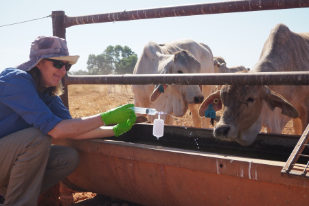 Maxine Piggot crouching at a cattle trough, squirting clear liquid from a syringe into the trough. Two cattle with their heads near the trough watching