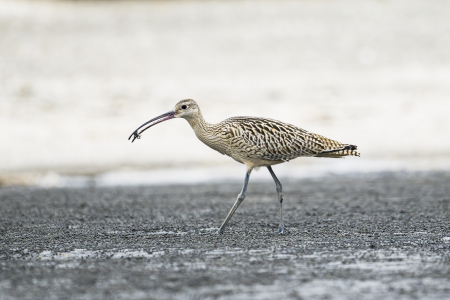 Far Eastern Curlew