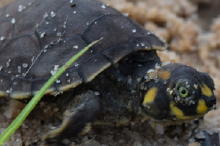 Amazon River turtles are now protected by the same riverine communities that once used to over-exploit them. Photo: Adam Beam