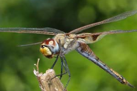 Large gliding species, such as the common glider (Tramea loewii), form large and very visible flocks, particularly near the coast in April. Photo by Janis Otto