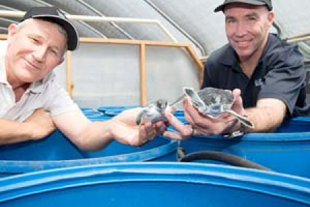AusTurtle Treasurer Andrew Raith and CDU Maritime and Seafood team leader Chadd Mumme 