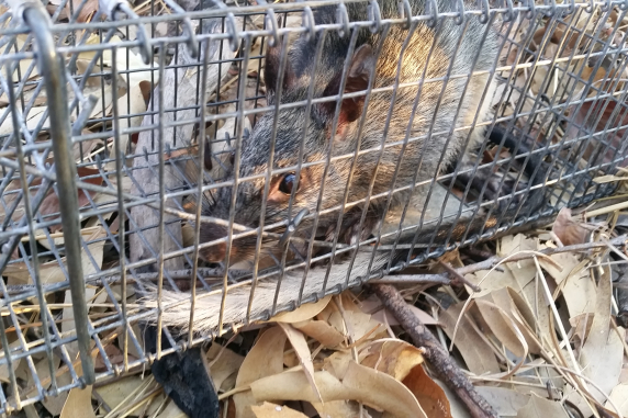 Black-footed Tree Rat