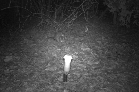 Brush tail possum
