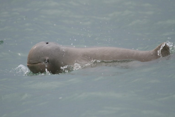 snubfin dolphin on surface of water