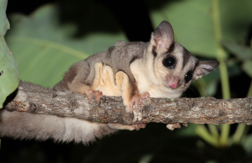 The savanna glider (Petaurus ariel)
