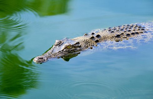 Crocodile