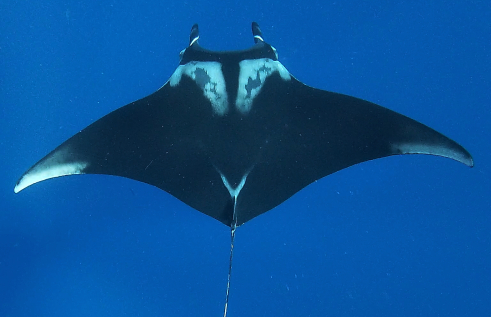 Giant Manta Ray 