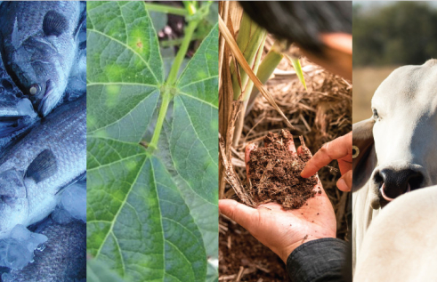 composite image of fish, leaf, soil, cattle