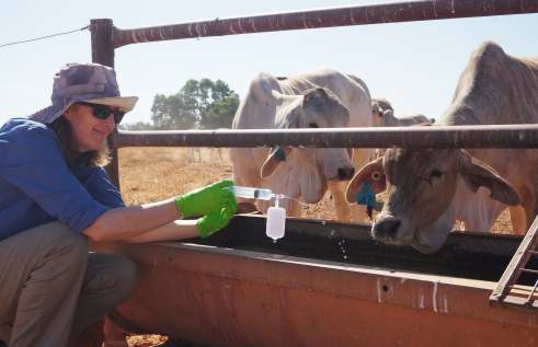 Maxine Piggot crouching at a cattle trough, squirting clear liquid from a syringe into the trough. Two cattle with their heads near the trough watching