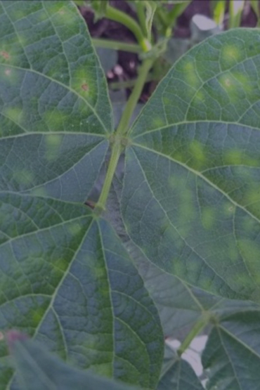 Tropical biosecurity - RINA